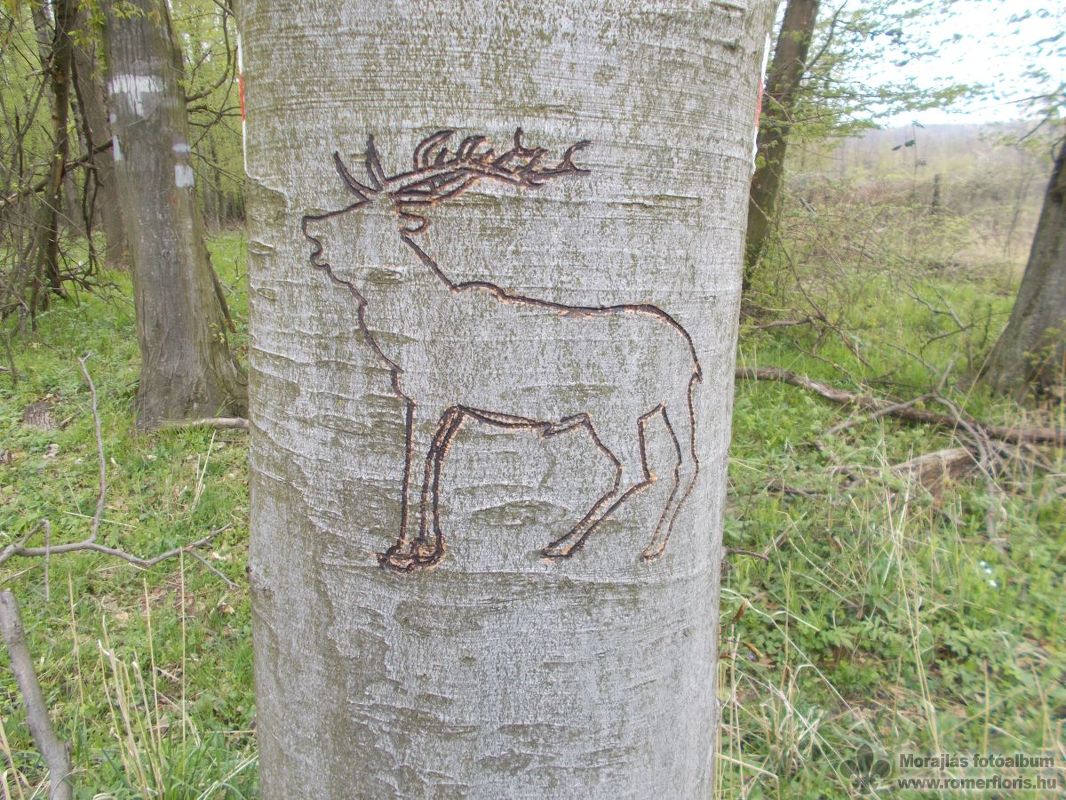 Tigris őrs, Szárliget-Szár